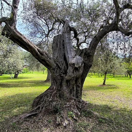 Asinara 公寓 索尔索