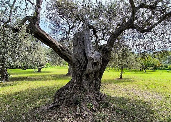 Asinara 公寓 索尔索